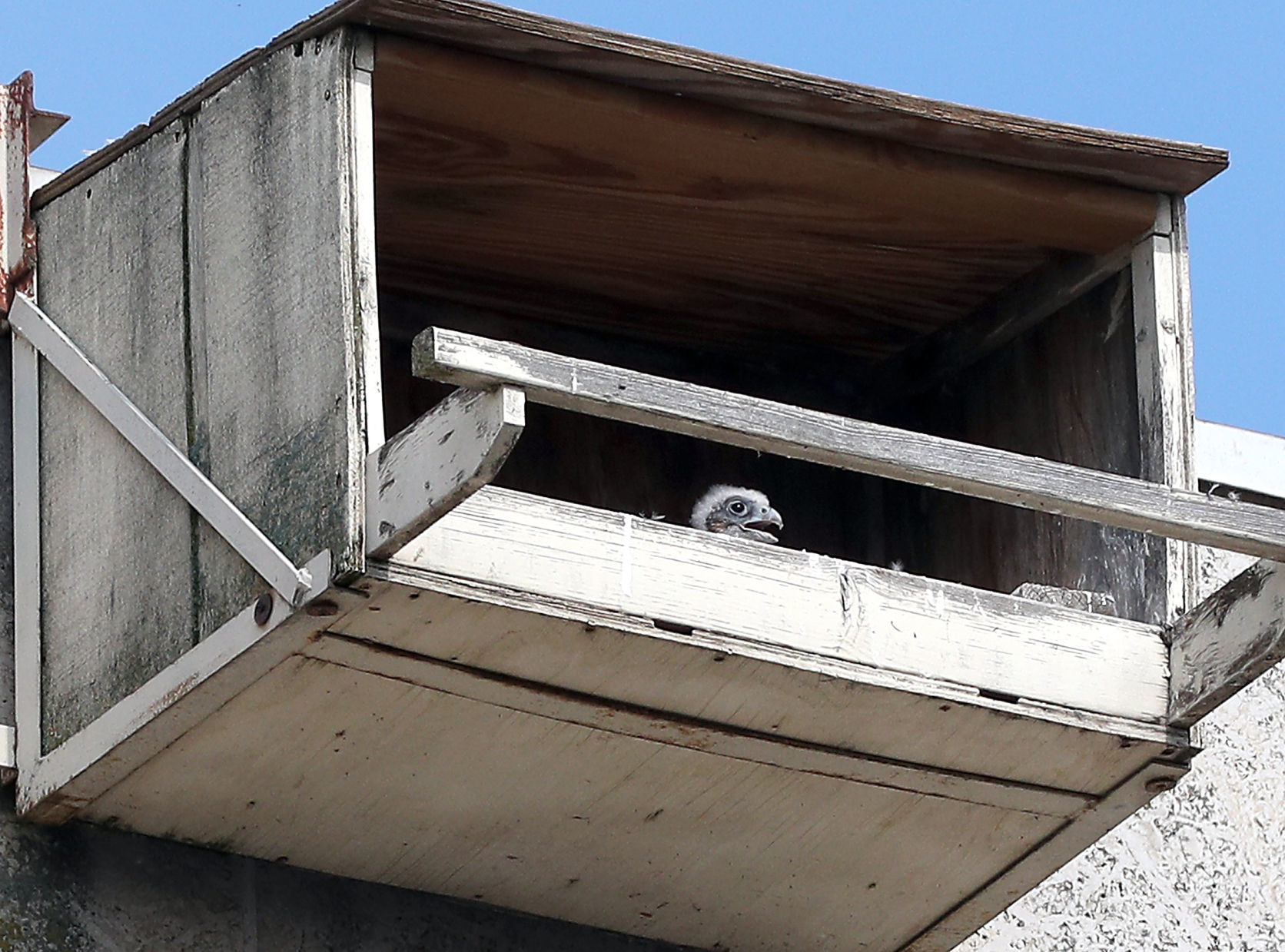 Banding of peregrine falcons at US Bank building in La Crosse